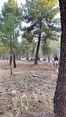 Llegada de los caballistas al primer encierro de Cuéllar