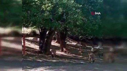 C'est ainsi que les chèvres sauvages descendaient en troupeau au village