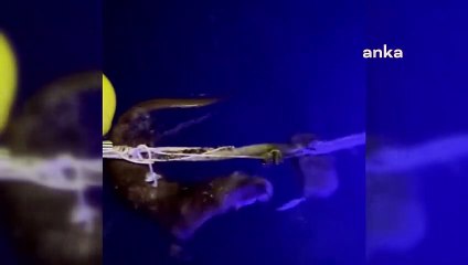 Su Samuru Sinop'ta Görüntülendi