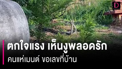 สาวตกใจ เห็นงูตัวใหญ่พลอดรัก ชาวเน็ตแห่เมนต์ขอเลขที่บ้าน | HOTSHOT เดลินิวส์ 27/08/66