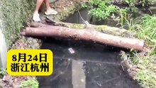 手機掉進鱷魚池裏。男子剛撿起來，鱷魚就遊過來了。Phone fell into the crocodile pool. As soon as the man picked it up, the crocodile swam over.