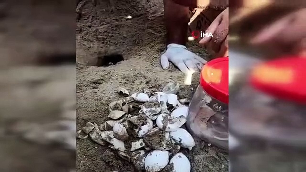 Protection des tortues marines du ministère de l'Agriculture et des Forêts