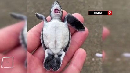 Yaralı yavru yeşil deniz kaplumbağası tedavi altına alındı