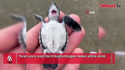Yaralı yavru yeşil deniz kaplumbağası tedavi altına alındı
