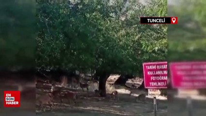 Tunceli'de köye, sürü halinde inen yaban keçileri görüntülendi
