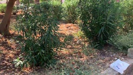 Palermo, in dirittura d'arrivo i progetti di riqualificazione della Costa Sud