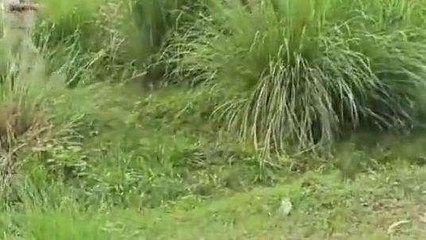 उन्नाव: अवैध शराब के खिलाफ चलाया जा रहा है अभियान, की छापेमारी