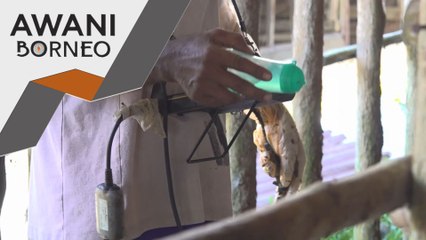 Program AI perkenal bagi tingkat populasi lembu di Sarawak