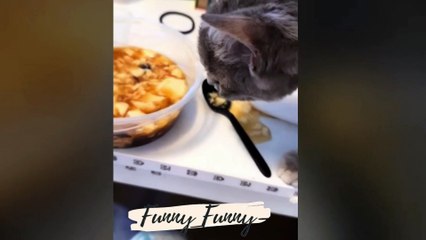 New Funny Animal Videos 2023  - Funniest Cats And Dogs Video  trending viral videos...Funny Funny