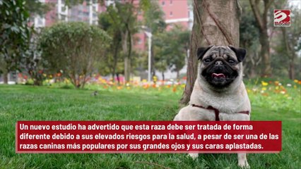 Los pug no son "perros típicos"