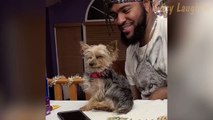 Hilarious Puppy Fail: Naptime Tumble on the Table! 