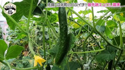 どぶろっくの一物 激シブ店の激ウマ塩ラーメン