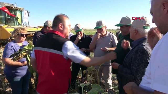 Aksaray'da Çerezlik Ayçiçeği Üretiminde Rekolte Arttı