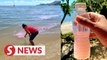 It's not pink guava juice: Pink tide hits Penang again