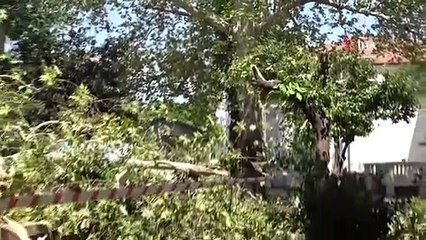 La branche cassée du platane centenaire est tombée sur 5 véhicules