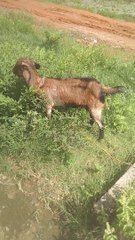 Beautiful Goat Eating Grass