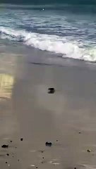 Rato apanhado em flagrante a sair do mar em Natal