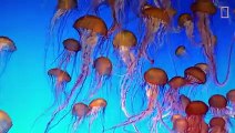 Jellyfish 101   Nat Geo Wild