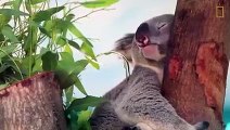 Koalas 101   Nat Geo Wild