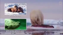 Polar Bears 101   Nat Geo Wild