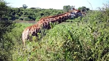 Giraffes 101   Nat Geo Wild