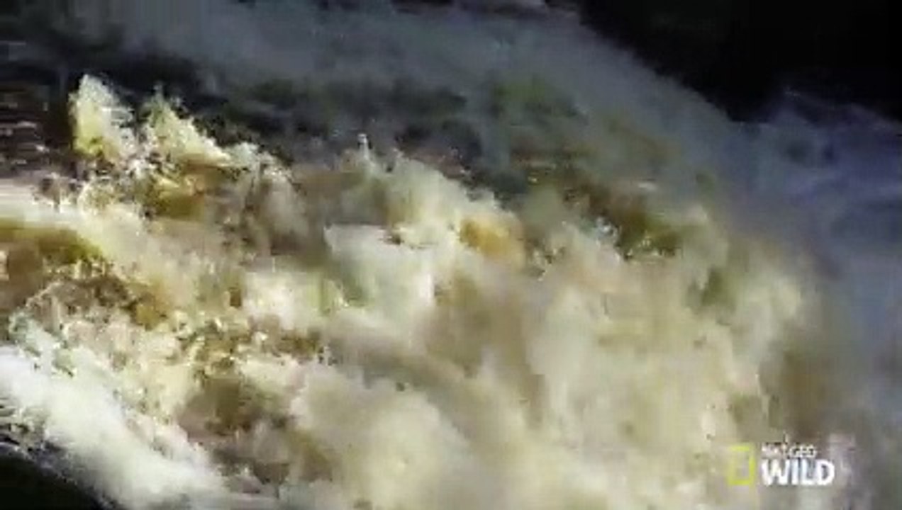 The Salmon's Life Mission   Destination WILD