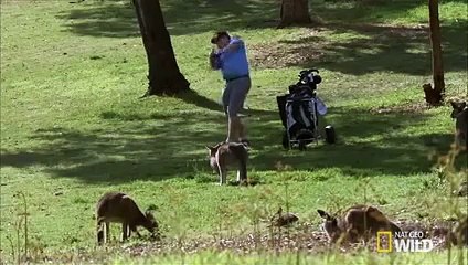 Kangaroos Gorge on Golf Course Grass   Destination WILD