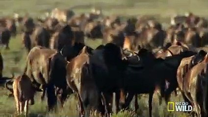 Baby Wildebeest Meets Baby Hyena   Destination WILD