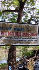 Pantai Lombang-Lombang, Sulawesi Barat   #pantailombanglombang #pantaisulawesibarat #pantaiindah #kelapapantai #beachlovers #lombanglombang  #mamuju