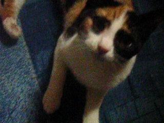 Chats, dans un clip techno !!