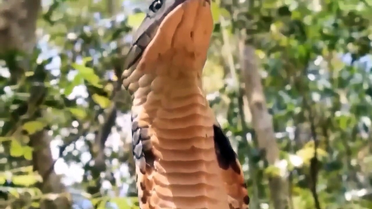 The lion screams as it is tortured with cobra venom. what happens next