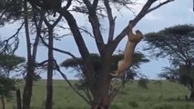 Unbelievable.. Painful Lion Was Stung Hundred Of Times To Death When Foolishly Provoking Fierce Bees