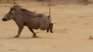 So Sad!! Warthog Teamed Up With Hyenas Biting Off The Lion's Tail For Revenge