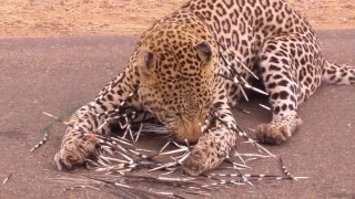 Unbelievable.. Jaguar Recklessly Hunted Giant Python And Unexpected Ending Happened...