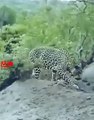 LEOPARD pulls out the Huge Lizard   Jaguar Hunts Caiman   Jaguar vs Caiman Lizard