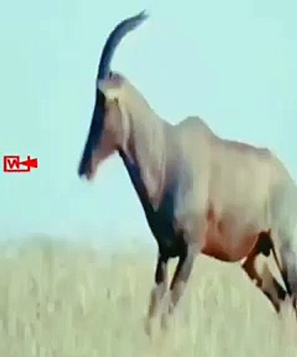 CHEETAH Incredible Speed   Cheetah Hunts Antelope   Unbelievable #wildlife #shorts