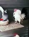 Pigeon Fights Rooster   Funny Fight Rooster vs Pigeon   Pigeon Defeats the Cockerel #funny #shorts