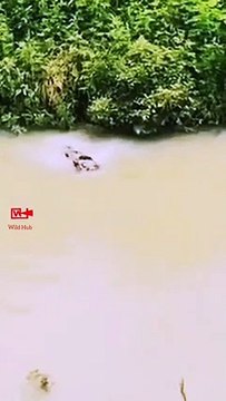 Dog Saves the Drowning Fawn Dog Saves Deer Baby Animals Saving Life