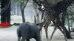 Giraffe BlowsHard Kick to Threatening Rhino   Rhino Fights Giraffe  #wildlife #shorts