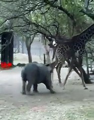Giraffe BlowsHard Kick to Threatening Rhino   Rhino Fights Giraffe  #wildlife #shorts