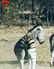 ZEBRA Kicks   Zebra fights   Zebra fights lioness #shorts