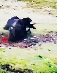 CrazyYAKS Craziest Fights   Angry Yaks Big Fight   Animals Fight #shorts