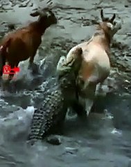 Luckiest Cow Escaped the Jaws of Crocodile  Crocodile attack