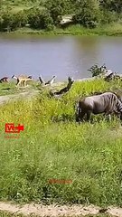 Crocodile Attacks Wildebeast   Wildebeast Escapes Crocodile   Crocodile vs Wildebeast