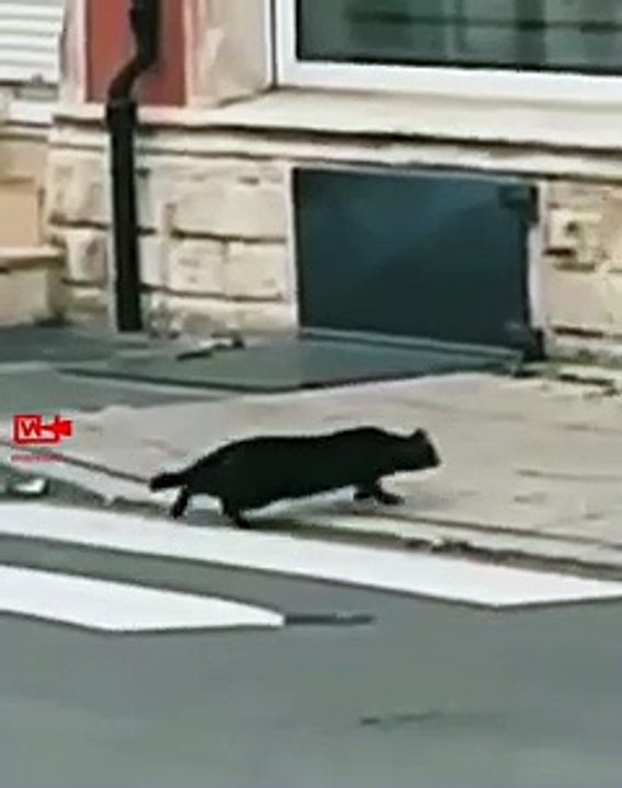 OMGRat Fights Big Cat   Cat vs Rat   Mouse Fights Cat   Motivational video #shorts