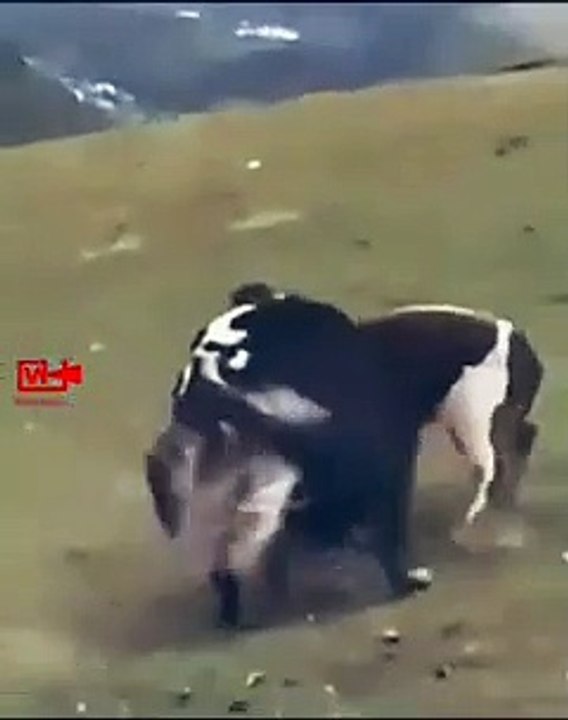 Wild YAKS on Fire  Yaks Fight Back  Wolves   Yaks vs Bull #wildlife #shorts