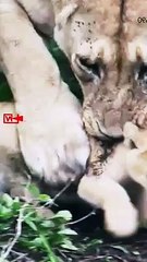 Lioness Caring for Her Cubs   Cute Moments of Lioness with her cubs