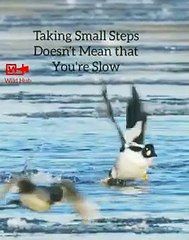 Motivational Video   Bird Fly Beautiful View   Incredible Nature