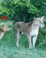 Lion Cubs Not Letting Mom to Go For Hunt   Cute Lion Cubs with Lioness Mom   Cute Animal Babies