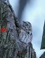 Beautiful Hidden Owl   Beautiful Twany   Beautiful Birds #wildlife #shorts